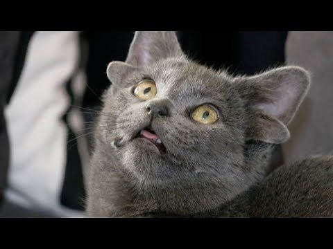 Kitten Born With Four Ears