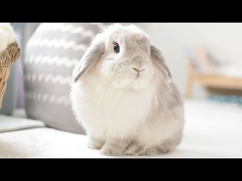Holland Lop White | Holland Lop Bunny Playing And Jumping | Cutest Rabbits