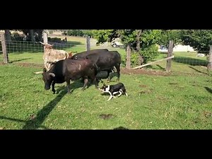 Loading cattle out of the pasture