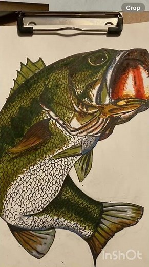 Drawing a large mouth bass