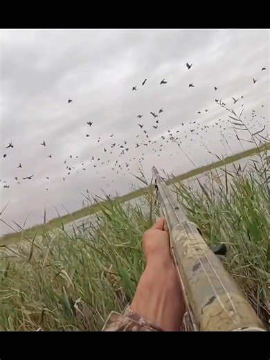 Под водой обитает множество птиц, и это очень быстрые и охотничьи птицы.#goose#birdshunting#hunting