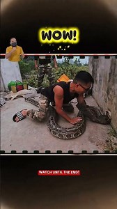 Professional Python Handling Skills: Understanding Giant Snakes behavior