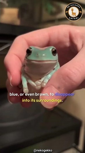 The White Tree Frog’s Secret Superpower
