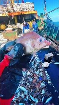 Rare fish#fish #ocean #sea #fishing #rare