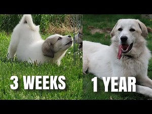WATCH MY PUPPY GROW *Great Pyrenees Mix*