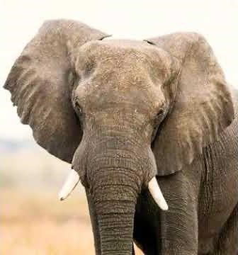 African Elephant Growl 🐘 🔊