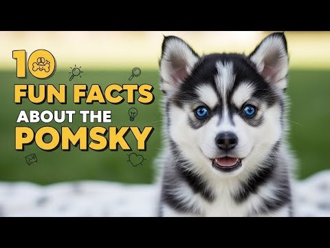 10 Fun Facts About the Pomsky (Pomeranian Husky Mix)!💕
