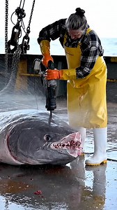 43K views · 12 reactions | Professional Cutting Ocean Sunfish #fishing #fish | Fish Cutting Master | Facebook