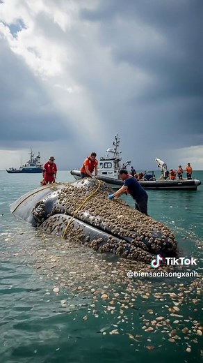 Rescue of the Fin Whale: A Conservation Attempt
