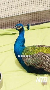 We‘re here at the Pasadena Humane Society where hundreds of pets and wildlife are being treated and cared for as they recover from the impact of the Eaton fire. Watch more by going to the link in our bio! | NTD Television