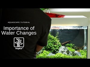 Aquascape Tutorial - Planted Tank Water Changes