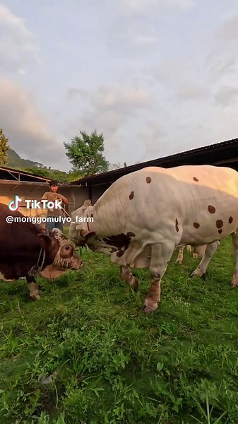 Adu sungu sapi #fypシ゚ #viral #fypシ゚viral #fyp #peternaksapisemarang #monggomulyofarm #sapi #sapikurban2025 #sapimurah
