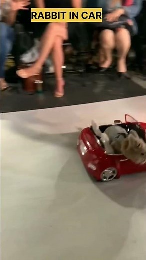 hippopotamus documentary