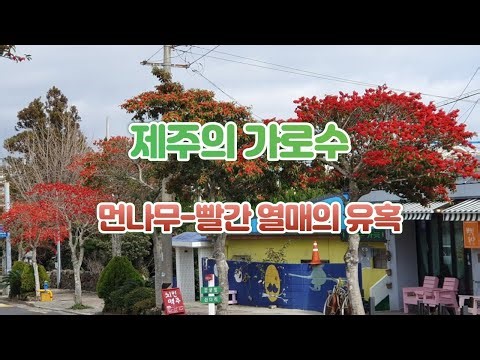 제주의 가로수 먼나무- 빨간 열매의 유혹