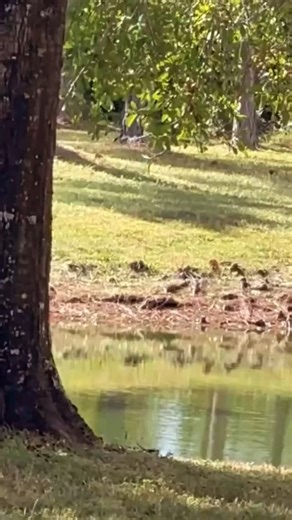 1.5K views · 67 reactions | Our pet raccoon thinks she’s a fox squirrel 路‍♂️ . . #crazyraccoon #foxsquirrelsofinstagram #raccoons #raccoon | Dan Perez | Facebook