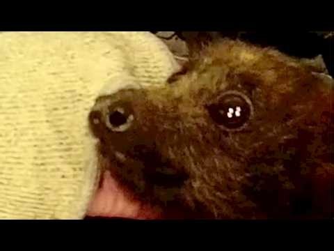 Magus part 4; injured flying-fox in care on days 3-4