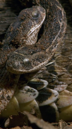 6.5K views · 144 reactions | Puff adders don't care for their young, but that doesn't leave them defenceless. Within two weeks of birth, after they shed their skin for the first time, they'll head out on their own. Equipped with fangs and venom, they are fully independent and capable of surviving on their own.⁣ ⁣ : #ViperQueens⁣ ⁣ Catch Viper Queens, streaming now on Earth Touch TV: www.earthtouch.tv | Earth Touch TV | Facebook