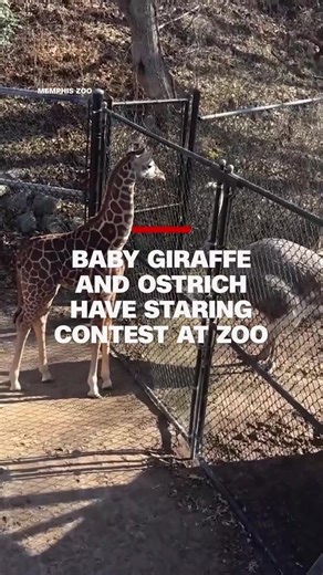 Baby Giraffe and Ostrich's Adorable Staring Contest