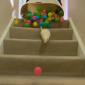 1.4M views · 3.7K reactions | These pets are just so extra! | Try Not to Laugh | Facebook