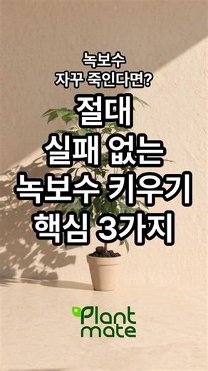 녹보수 자꾸 죽인다면? 절대 실패 없는 녹보수 키우기 핵심 3가지 #plants #식물이좋아요 #플랜트메이트