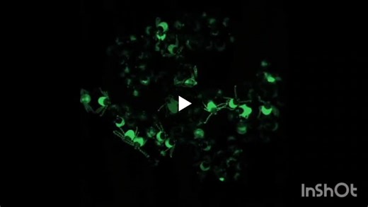 #ticks #vectorbiology #babesia #anaplasma #bovinehealth #veterinarymedicine #invitro #acaricides #vaccinernd #onehealth #parasitology | TropIQ Health Sciences