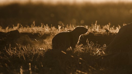 From bison to badgers, ferrets to ferruginous hawks, black-tailed prairie dogs play an important role in creating a grassland habitat that supports dozens of other species. "As keystone species, prairie dogs lie at the heart of a network of ecological interactions," says Smithsonian researcher Andrew Dreelin. But prairie dog numbers have been declining for decades, and scientists believe the black-tailed prairie dog is down to just 2% of its historic range. How does this impact the species that
