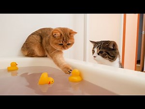The reactions of cats when bath bomb is added to the bath