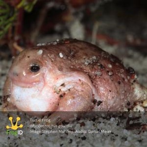 Special thanks to Daniel for recording the fantastic call of the Turtle Frog (Myobatrachus gouldii) from an unrecorded grid cell near Pingrup, WA! 🎉 According to the Atlas of Living Australia, it’s the only frog record from within at least 10km! While we work hard to catch up on validating your submissions, we thank you for continuing to help build a richer picture of our frogs through FrogID! Explore uncoloured grid cells near you: www.frogid.net.au/spatial-coverage. | Frog ID