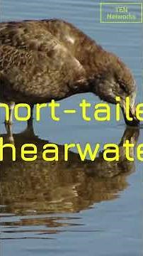 "7 Longest Bird Migrations Ever Recorded! 🌍 To The Moon!"