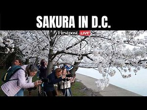LIVE | Millions Rush to See Washington D.C.’s Iconic Cherry Blossoms Near Peak Bloom | N18G