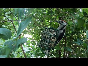 Homemade bird seed cakes easiest ever