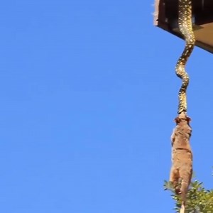 The times when pythons hunt are too spectacular | All Fishing Life