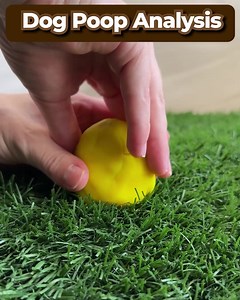 Did you know kibble could be harming your dog?! 🐕 ❌ Most kibble is packed with fillers and carbs that dogs don’t need. These ingredients can lead to weight gain, allergies, and low energy😔 Plus, high heat processing destroys vital nutrients. Your dog deserves real, fresh food for better health and longer life🌱 So, what's the best way to give your dog the best without breaking the bank? 💸 Actress and dog advocate Katherine Heigl has the answer! 👉 lnk.to/BadlandsSurvey | Katherine Heigl