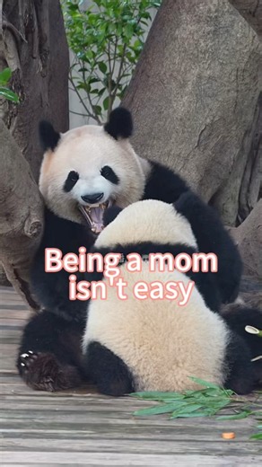 So sleepy, yet still have to feed the baby. #panda#cuteanimals#funnyanimals#zoo 20260809 cr.潘潘🐼