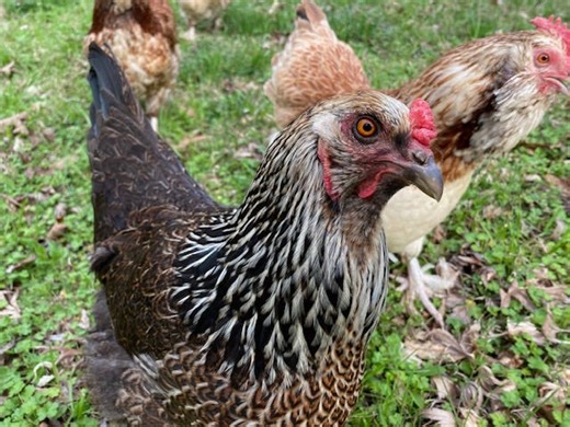 Signs of flystrike in chickens