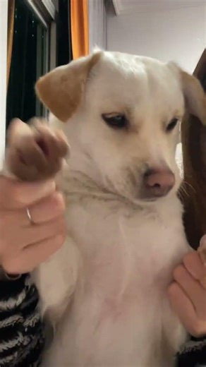 Cute Dog Dance Challenge: Xiao Bai Yao's Fun Moves! | Dog, Dance, Challenge, Xiao Bai Yao,