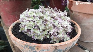 Todo sobre la Callisia Repens Pink Lady, la planta decorativa perfecta