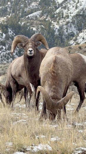 18K views · 1.2K reactions | A longer video, but here’s a look into the start of the bighorn sheep rut. The rams are beginning to size each other up, sparring for dominance as the season kicks off. #sheep #rut #foryouシpage #wildlife #iphone17 #ram #sheep #bighorn #animalvideo #wild | Colorado Wild Photography | Facebook
