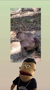 Forget bout 100 men bs one gorilla I gotta better challenge 🙈 👀 . Click link https://linktr.ee/Joselitodapuppet for tickets 🎟 to see your fav puppet live on the #puppetwave🏄🏻‍♂️ stand up comedy tour: May 20th - Orlando, Fl May 23rd - Boston, MA May 24th - Manhattan, NY May 28th - New Rochelle, NY May 30th - Providence, RI May 31st - Brooklyn, NY (Bushwick) June 12th - Plano, TX June 15th - Chandler, Az June 21st - Hershey, PA June 22nd - Atlanta, GA June 28th - Joselito’s pool 🏊‍♀️ party, 