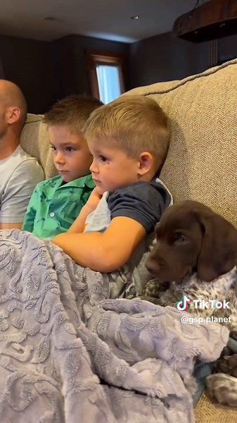 Ultimate Movie Night Ideas for Dog Lovers