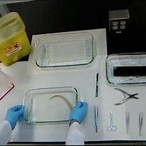 Video: Preparation of Rat Tail Tendons for Biomechanical and Mechanobiological Studies