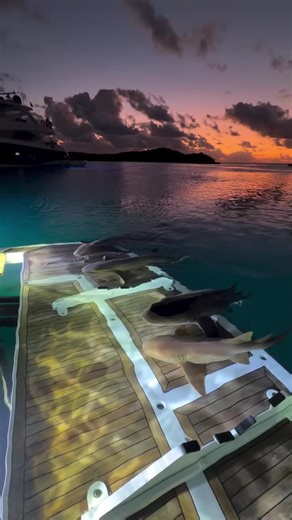 Sharks Of The Ocean: Scary Encounters in North Sea