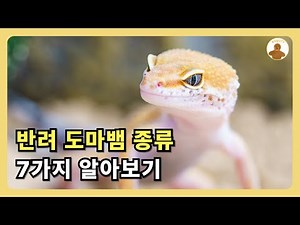 [파충류] 반려 도마뱀 종류 7가지 알아봅시다!🦎