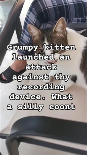 #kitten #chilling #cat #love #like #asmr #explore #shorts #video #cute #funny #shortvideos #pets