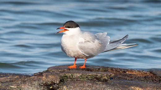 Arctic Tern: The Bird that Flies around the World — Alaska Wildlife Alliance (AWA)