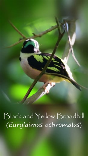 The Black and Yellow Broadbill #birds #wildlife #nature