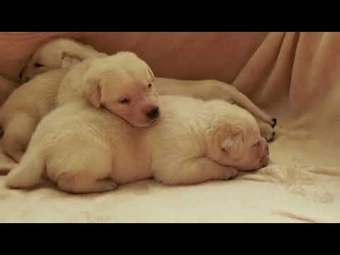 Newborn Yellow Labrador Puppies | First Month Puppy Growth Journey