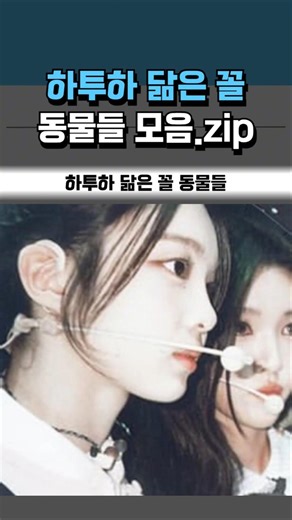 하투하 레전드 닮은 꼴 동물들