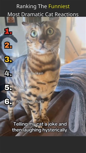 Ranking the funniest "Dramatic Cat" reactions! 🙀🎭