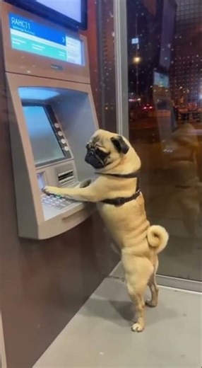 Pug Attempts to Use ATM – Hilarious Dog Moment You Can't Miss!